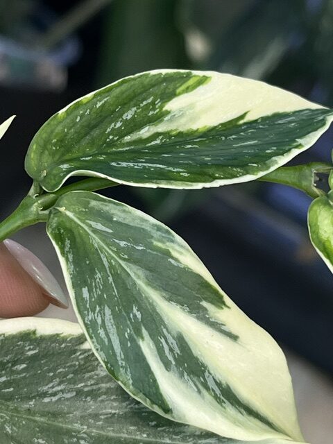 Hoya polyneura 'Diem Fairy Queen' (3) Hoya polyneura 'Diem Fairy Queen', niezwykle rzadka roślina kolekcjonerska o liściach w kształcie rybiego ogona z kremowo-białą variegacją na marginesach i różowym rumieńcem sunstress, wiszące pnącze tropikalne, Variegarden.