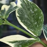 Hoya polyneura 'Diem Fairy Queen', niezwykle rzadka roślina kolekcjonerska o liściach w kształcie rybiego ogona z kremowo-białą variegacją na marginesach i różowym rumieńcem sunstress, wiszące pnącze tropikalne, Variegarden.