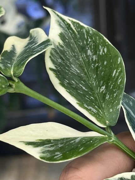 Hoya polyneura 'Diem Fairy Queen', niezwykle rzadka roślina kolekcjonerska o liściach w kształcie rybiego ogona z kremowo-białą variegacją na marginesach i różowym rumieńcem sunstress, wiszące pnącze tropikalne, Variegarden.