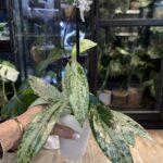 Hoya pubicalyx 'Pink Silver Ghost'