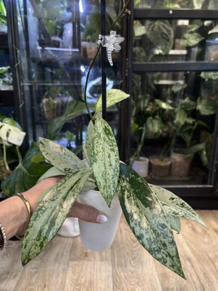 Hoya pubicalyx 'Pink Silver Ghost'