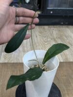 Hoya sp Tanggamus ( long leaves) #2 - obrazek 3