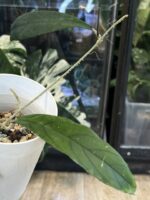 Hoya sp Tanggamus ( long leaves) #2 - obrazek 4
