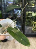 Hoya sp Tanggamus ( long leaves) #2 - obrazek 2