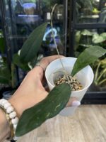 Hoya sp Tanggamus