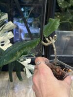 Hoya sp. Aceh 'Dragon Egg' #1 - obrazek 4
