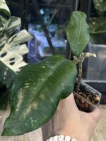 Hoya sp. Aceh 'Dragon Egg' #1 - obrazek 3