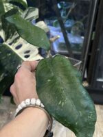 Hoya sp. Aceh 'Dragon Egg' #1 - obrazek 2