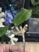 Hoya sp. Aceh 'Dragon Egg' #1 - obrazek 5