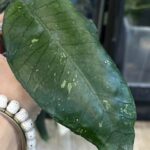 Hoya sp. Aceh 'Dragon Egg', rzadka roślina kolekcjonerska o grubych, wypukłych liściach z głębokim unerwieniem przypominającym fakturę smoczego jaja, pnącze z Sumatry, Variegarden.