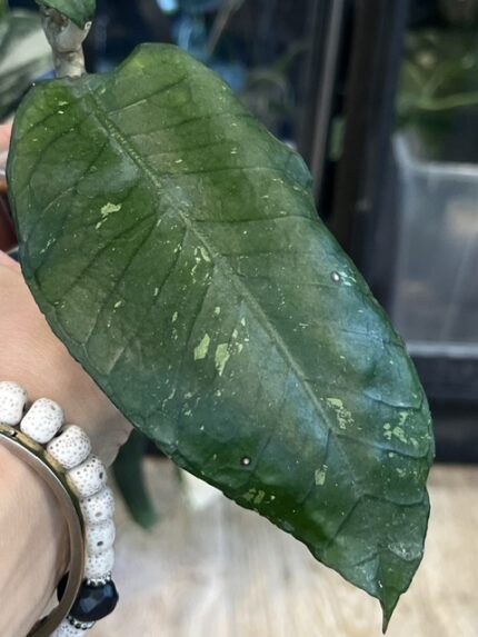 Hoya sp. Aceh 'Dragon Egg', rzadka roślina kolekcjonerska o grubych, wypukłych liściach z głębokim unerwieniem przypominającym fakturę smoczego jaja, pnącze z Sumatry, Variegarden.