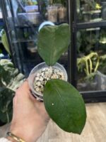 Hoya sp. Aceh Gomas #2 - obrazek 5