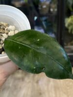 Hoya sp. Aceh Gomas #3 - obrazek 2