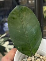 Hoya sp. Aceh Gomas #2 - obrazek 6