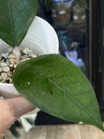 Hoya sp. Aceh Gomas #2 - obrazek 4