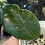 Hoya sp. Aceh Gomas