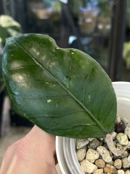 Hoya sp. Aceh Gomas