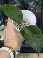 Hoya sp. Aceh Gomas #2 - obrazek 3