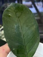 Hoya sp. Aceh Gomas #2 - obrazek 2
