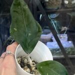 Hoya sp. Aceh Gomas, rzadki gatunek hoi z Sumatry o grubych, skórzastych, ciemnozielonych liściach z wyrazistym unaczynieniem, Variegarden.