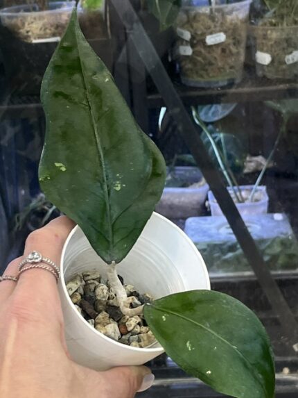 Hoya sp. Aceh Gomas, rzadki gatunek hoi z Sumatry o grubych, skórzastych, ciemnozielonych liściach z wyrazistym unaczynieniem, Variegarden.