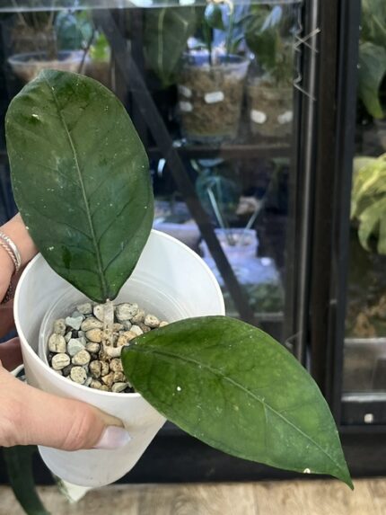 Hoya sp. Aceh Gomas, rzadki gatunek hoi z Sumatry o grubych, skórzastych, ciemnozielonych liściach z wyrazistym unaczynieniem, Variegarden.