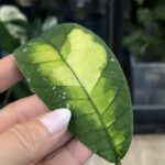 Hoya sp. Aceh 'Ladia Galaska', niezwykle rzadka roślina kolekcjonerska o długich, sztywnych, lancetowatych liściach z wyraźnie tłoczonym użyleniem i delikatnym srebrzystym splashem, Variegarden.