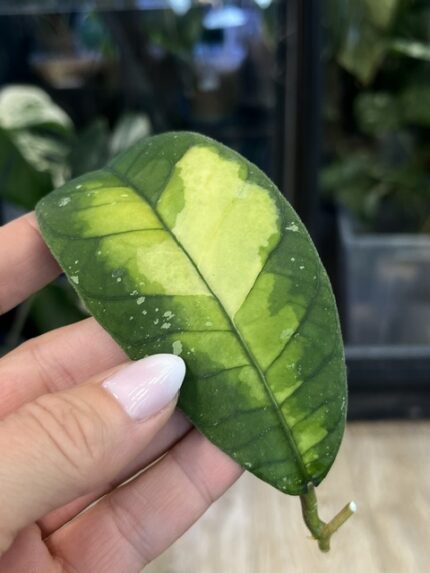 Hoya sp. Aceh 'Ladia Galaska', niezwykle rzadka roślina kolekcjonerska o długich, sztywnych, lancetowatych liściach z wyraźnie tłoczonym użyleniem i delikatnym srebrzystym splashem, Variegarden.