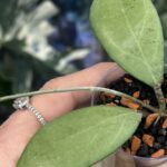 Hoya sp. Menak Sopal, niezwykle rzadka roślina kolekcjonerska o długich, sztywnych liściach z wyraźnym, jasnym użyleniem i delikatnym srebrzystym splashem, ekskluzywne pnącze tropikalne, Variegarden.