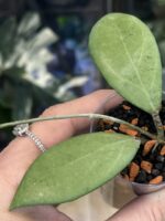 Hoya sp. Menak Sopal, niezwykle rzadka roślina kolekcjonerska o długich, sztywnych liściach z wyraźnym, jasnym użyleniem i delikatnym srebrzystym splashem, ekskluzywne pnącze tropikalne, Variegarden.