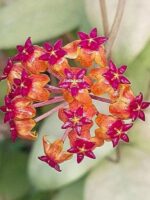 Hoya sp. Menak Sopal #2 - obrazek 2