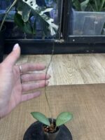 Hoya sp. Menak Sopal #2 - obrazek 4