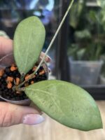 Hoya sp. Menak Sopal #2 - obrazek 3