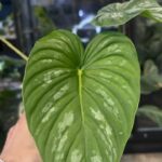 Philodendron Mamei variegata / regres #1