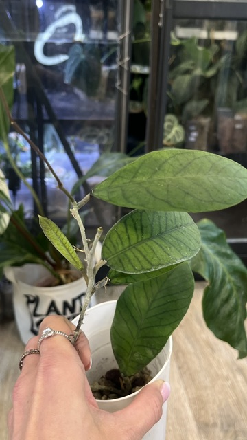 Hoya Sabah duże twarde liście z wyraźnym ciemnym unerwieniem i delikatną srebrną variegacją rzadka woskownica kolekcjonerska Variegarden