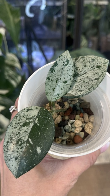 Hoya carnosa 'Wilbur Graves'
