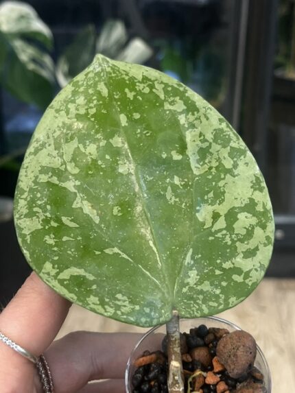 Hoya glabra Splash, hoya glabra high splash, rzadka hoya, hoya silver splash, woskownica glabra, wielkie liście, hoya sunstress, hoje kolekcjonerskie, hoya care, luksusowe rośliny doniczkowe, uprawa hoi, srebrna hoya, Variegarden.