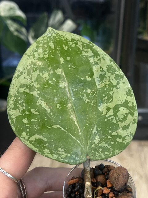 Hoya glabra Splash, hoya glabra high splash, rzadka hoya, hoya silver splash, woskownica glabra, wielkie liście, hoya sunstress, hoje kolekcjonerskie, hoya care, luksusowe rośliny doniczkowe, uprawa hoi, srebrna hoya, Variegarden. Hoya glabra Splash, hoya glabra high splash, rzadka hoya, hoya silver splash, woskownica glabra, wielkie liście, hoya sunstress, hoje kolekcjonerskie, hoya care, luksusowe rośliny doniczkowe, uprawa hoi, srebrna hoya, Variegarden.