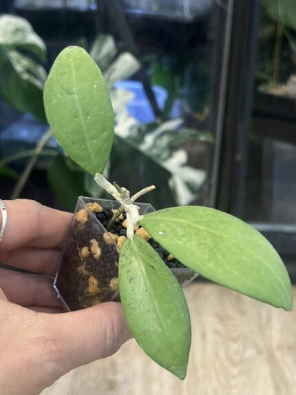 Hoya sp. Menak Sopal, niezwykle rzadka hoya kolekcjonerska o długich, sztywnych liściach z wyraźnym, jasnym użyleniem i delikatnym srebrzystym splashem, ekskluzywne pnącze tropikalne, VarieGarden