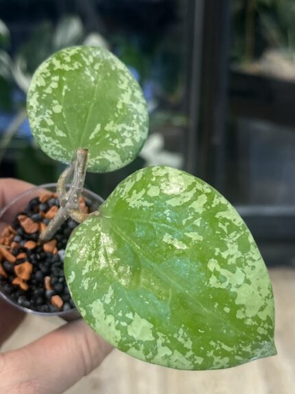 Hoya glabra Splash, hoya glabra high splash, rzadka hoya, hoya silver splash, woskownica glabra, wielkie liście, hoya sunstress, hoje kolekcjonerskie, hoya care, luksusowe rośliny doniczkowe, uprawa hoi, srebrna hoya, Variegarden.