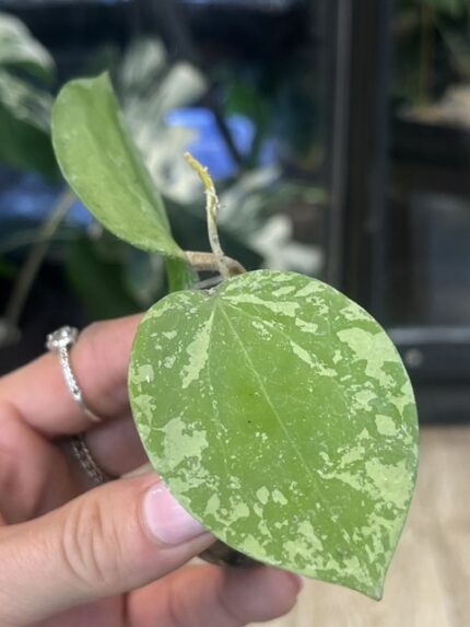 Hoya glabra Splash, hoya glabra high splash, rzadka hoya, hoya silver splash, woskownica glabra, wielkie liście, hoya sunstress, hoje kolekcjonerskie, hoya care, luksusowe rośliny doniczkowe, uprawa hoi, srebrna hoya, Variegarden.