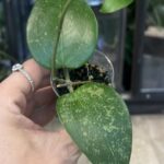 Hoya verticilata Purple Aurora, rzadka roślina kolekcjonerska o sztywnych, lancetowatych liściach wybarwiona pod wpływem światła na głęboki kolor ze srebrnym splashem