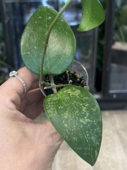 Hoya verticilata Purple Aurora, rzadka roślina kolekcjonerska o sztywnych, lancetowatych liściach wybarwiona pod wpływem światła na głęboki kolor ze srebrnym splashem