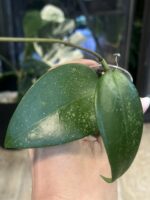 Hoya verticillata 'Purple Aurora', rzadka roślina kolekcjonerska o sztywnych, lancetowatych liściach wybarwionych pod wpływem światła na głęboki fioletowo-purpurowy kolor ze srebrnym splashem i jasnym użyleniem, Variegarden.