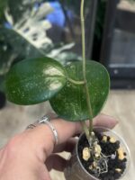Hoya verticillata 'Purple Aurora' #2 - obrazek 2