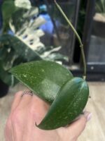 Hoya verticillata 'Purple Aurora' #2 - obrazek 4