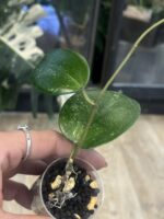 Hoya verticillata 'Purple Aurora' #2 - obrazek 3