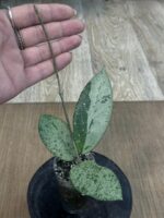 Hoya Blizzard #2 - obrazek 3