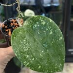 Hoya glabra Splash, hoya glabra high splash, rzadka hoya, hoya silver splash, woskownica glabra, wielkie liście, hoya sunstress, hoje kolekcjonerskie, hoya care, luksusowe rośliny doniczkowe, uprawa hoi, srebrna hoya, Variegarden.