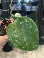 Hoya glabra Splash, hoya glabra high splash, rzadka hoya, hoya silver splash, woskownica glabra, wielkie liście, hoya sunstress, hoje kolekcjonerskie, hoya care, luksusowe rośliny doniczkowe, uprawa hoi, srebrna hoya, Variegarden.